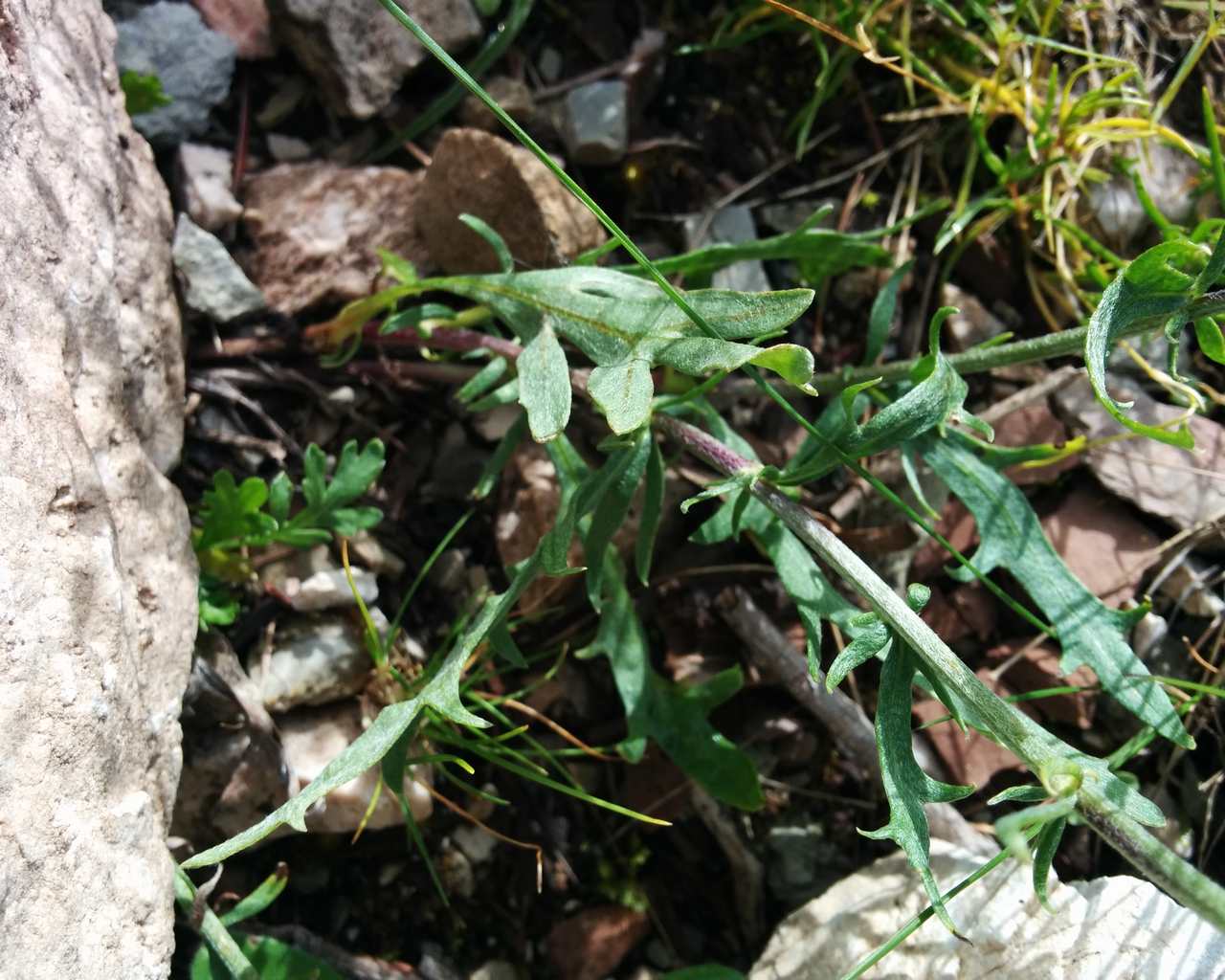 Achillea clavenae / Millefoglio di Clavena